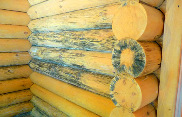 На древесину пагубно влияет грибок